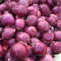 wholesale small red onion importer from Dubai